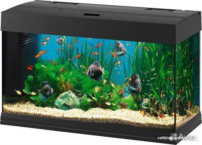 Аквариумы обмен