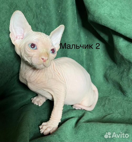 Канадский сфинкс