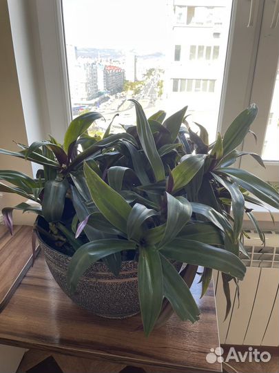 Традесканция рео