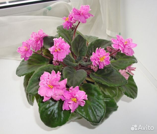 Фиалка махровая