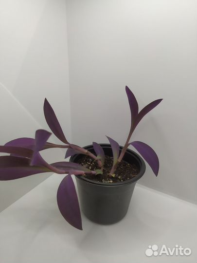 Традесканция