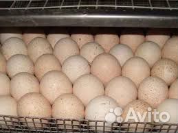 Яйцо инкубационное индейки