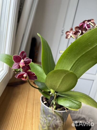 Черная орхидея