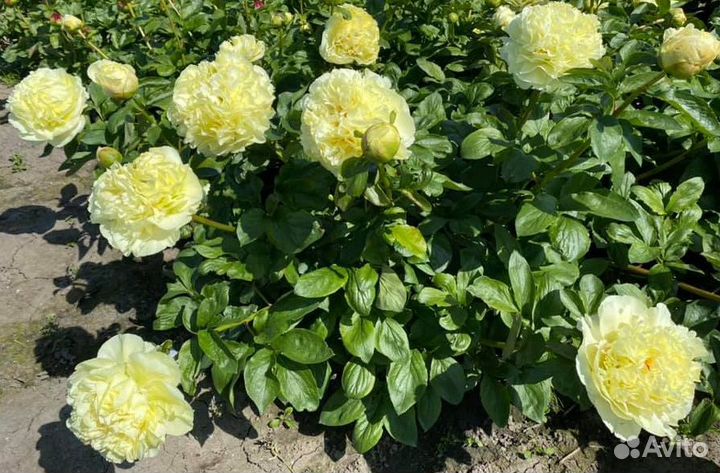 Пионы для осенней посадки (корни)