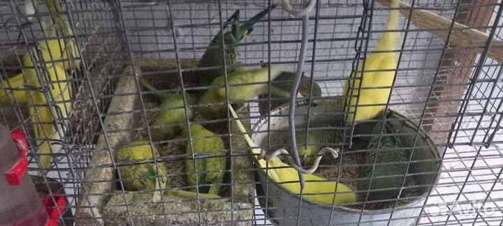 Волнистый попугай и корела 2500