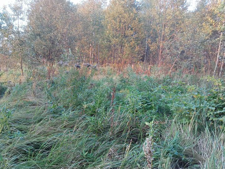 Участок 6 сот. (ИЖС)