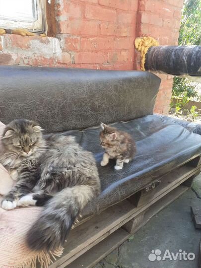 Котята отдам в добрые руки бесплатно