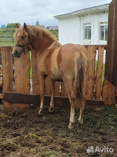 Кобылка. Тяжеловоз