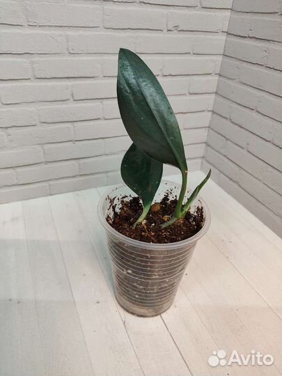 Эпипремнумы, сциндапсусы, филодендроны