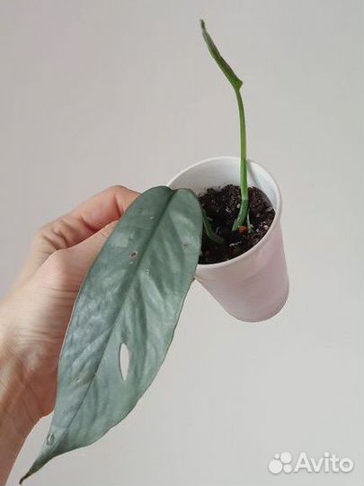 Сингониум, пеперомия, монстера и др