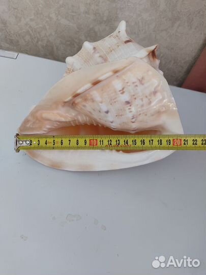 Раковина морская