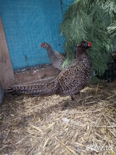 Фазаны самки 3шт