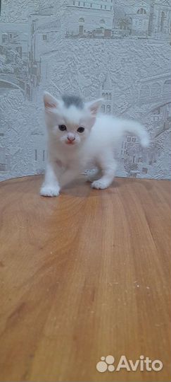 Кошки в добрые руки