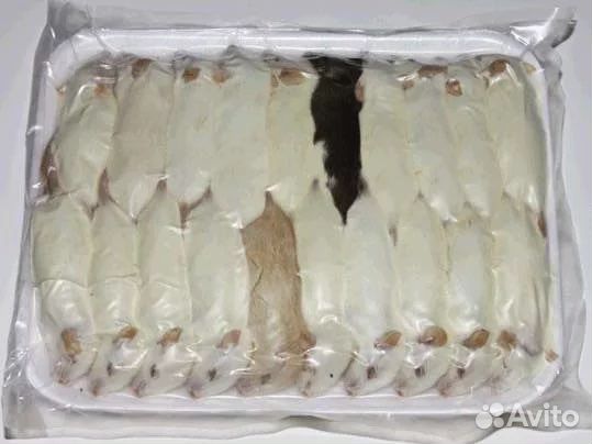 Крысы мыши кормовые