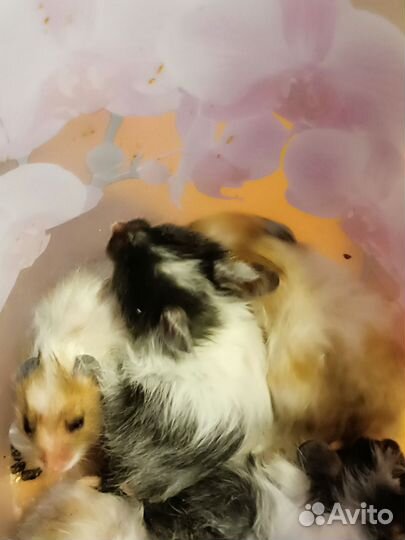 Сибирский хомяк