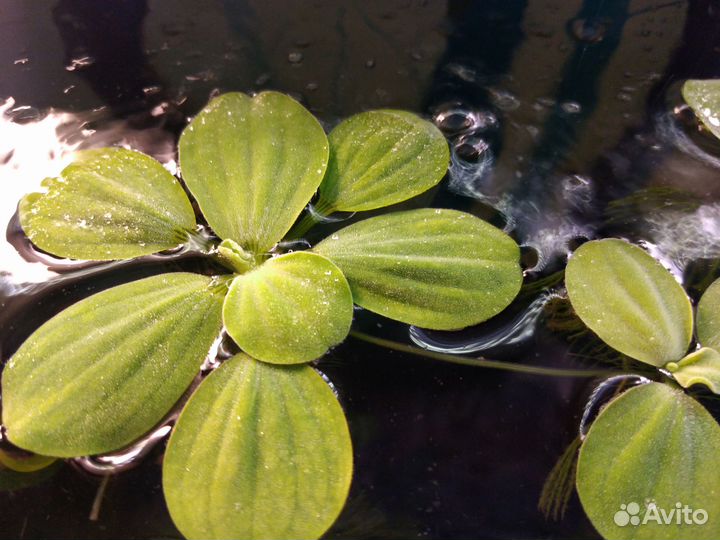 Пистия и другие аквариумные растения