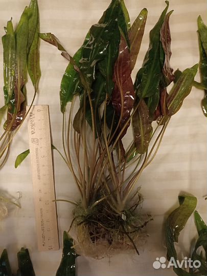 Аквариумные растения