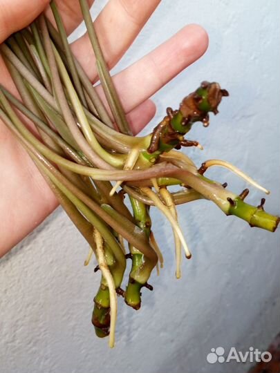 Сингониум, хороший укорененый отросток