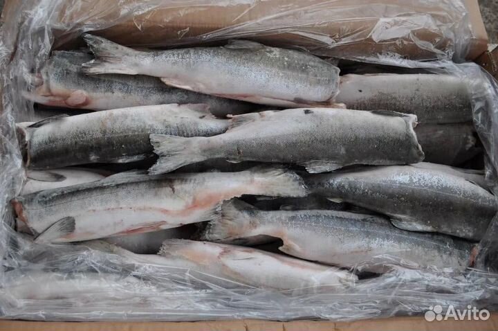 Горбуша без головы