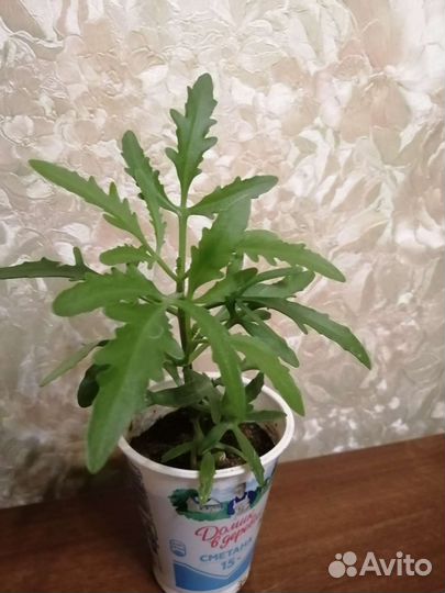 Комнатные цветы, перец острый