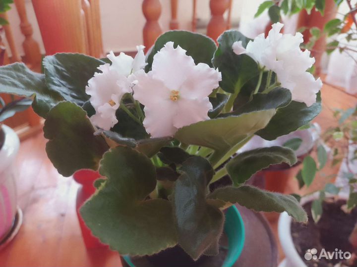 Фиалка взрослая