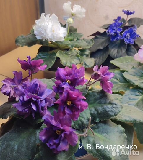 Красиво цветущие фиалочки