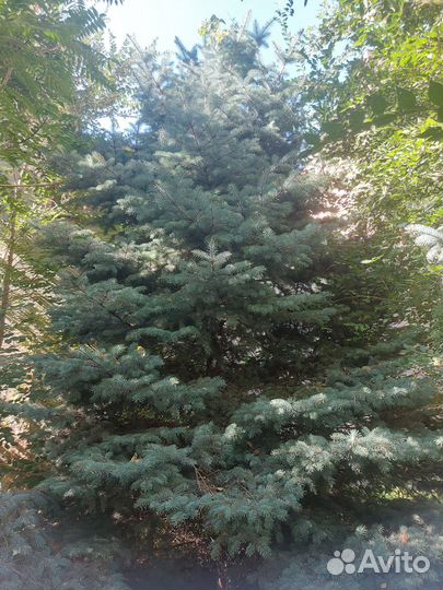 Ель голубая