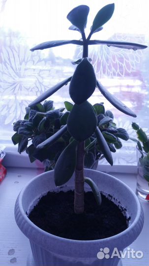 Денежное дерево, толстянка