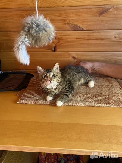 Котик Мурчик в добрые руки