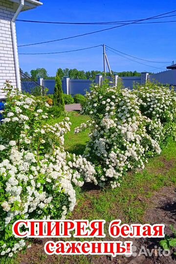 Ремонтантная малина