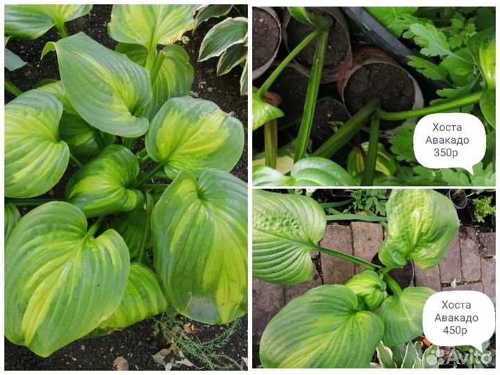 Многолетние садовые растения