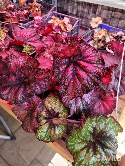 Бегонии декоративно лиственные