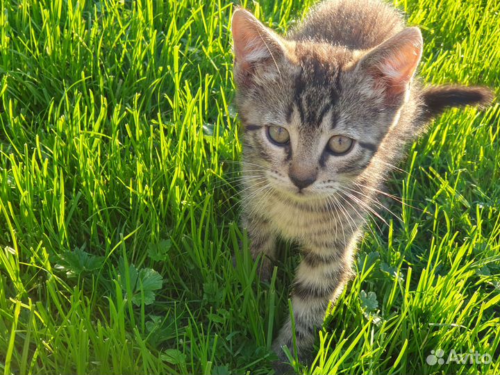 Милейшие котята