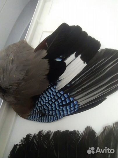 Крылья сойки, перья разных птиц