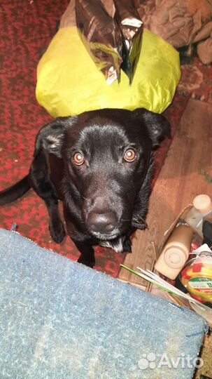 Отдам собаку в добрые руки