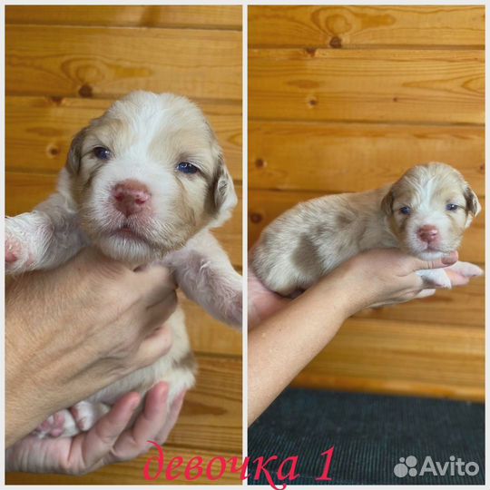 Щенки австралийской овчарки