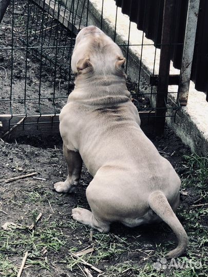 Американский булли вязка