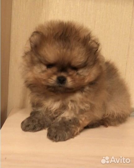 Маленькая собака