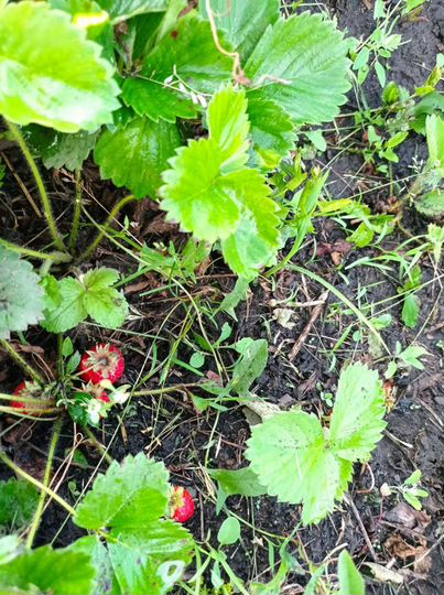 Дача 30 м² на участке 7,5 сот.