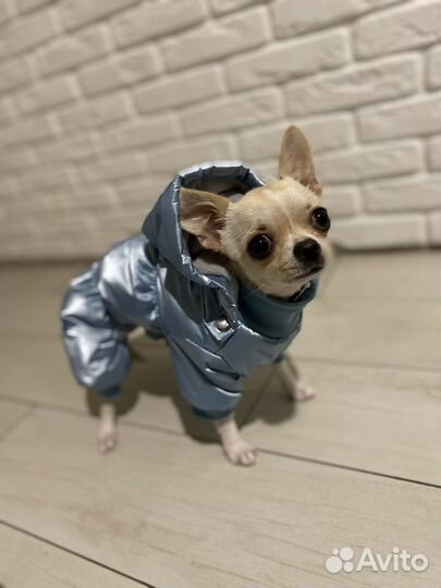 Одежда для маленьких собак зимняя