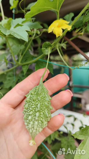 Момордика семена