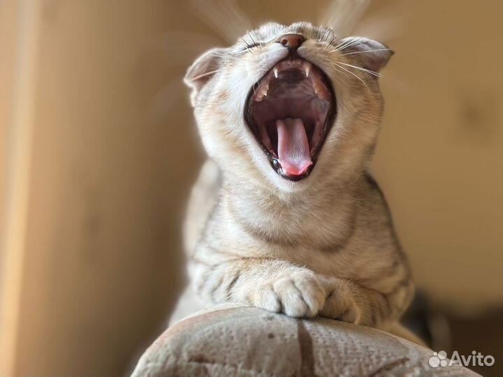 Шотландская вислоухая