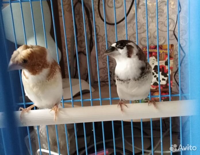 Японские амадины