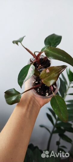 Филодендрон розовая принцесса