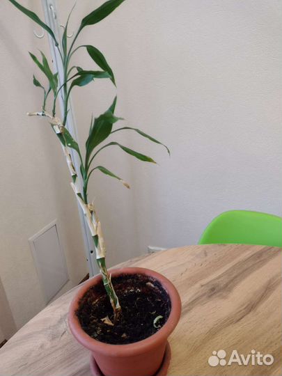 Цветок в горшке