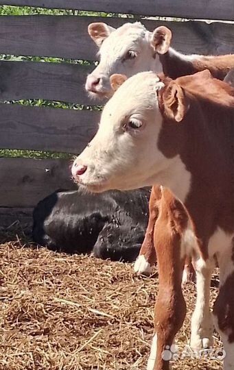 Телята мясной породы бычки