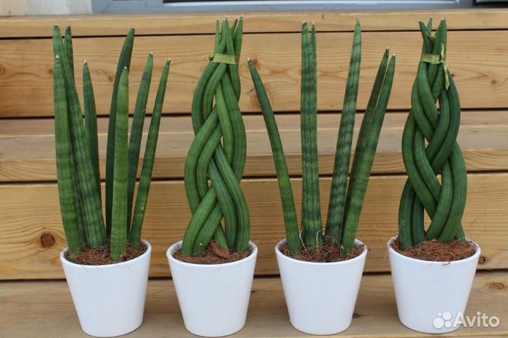 Антуриум оранжевый