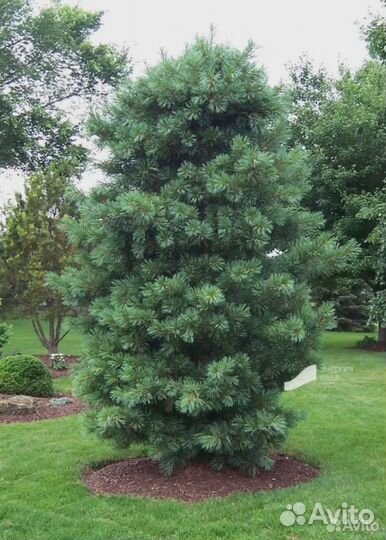 Кедр саженцы крупномеры хвойные