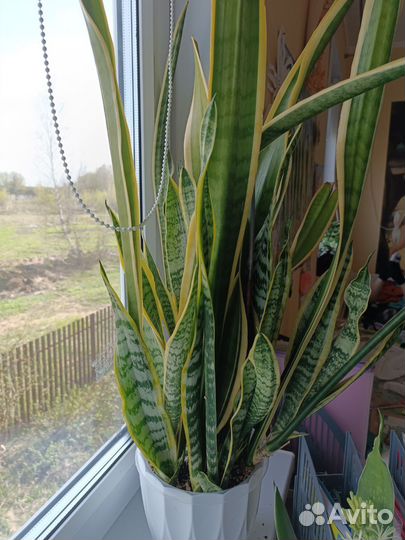 Сансевиерия сортовая