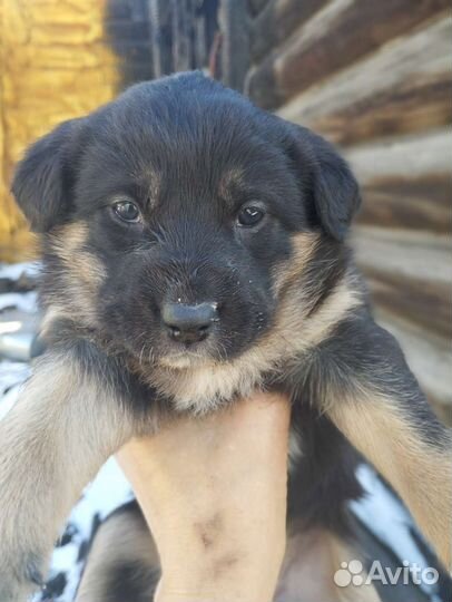 Красивые щенки